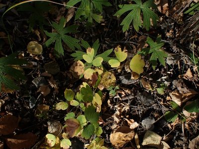 Thalictrum venulosum, photographed by Mary Krieger