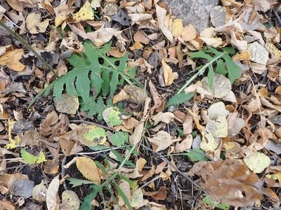 Cirsium muticum, photographed by Mary Krieger