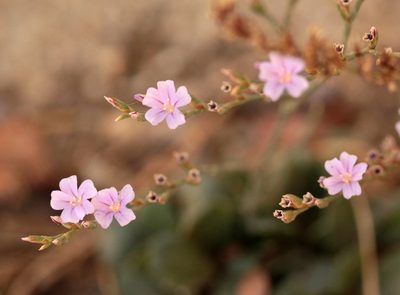 Limonium duriusculum, photographed by Jamie Griffiths