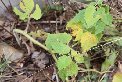 Physalis heterophylla, photographed by Henry "Nick" Robertson