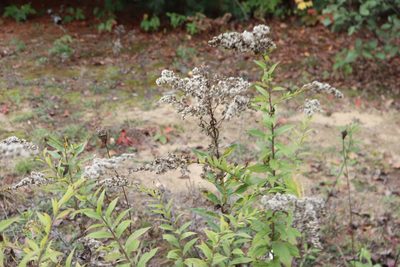 Solidago rugosa, photographed by Henry "Nick" Robertson