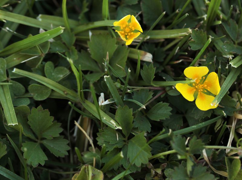 Potentilla anglica, photographed by Jamie Griffiths
