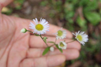 Erigeron strigosus, photographed by Henry "Nick" Robertson