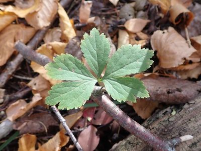 Sanicula marilandica, photographed by Mary Krieger