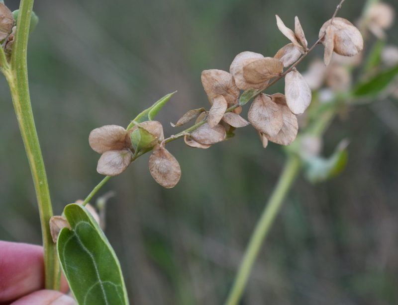 Atriplex hortensis, photographed by Eric Lamb