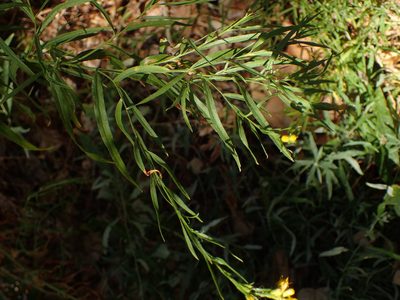 Euthamia occidentalis, photographed by George Williams