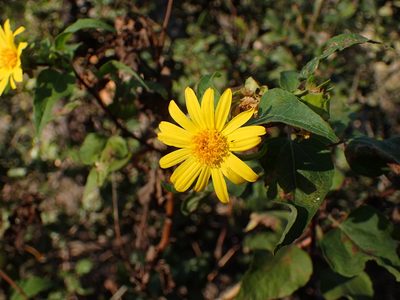 Venegasia carpesioides, photographed by George Williams