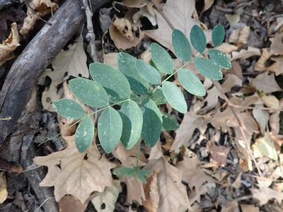 Lathyrus venosus, photographed by Mary Krieger