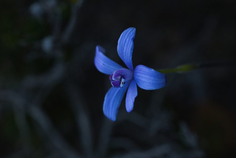 Caladenia sericea, photographed by Hugo Innes