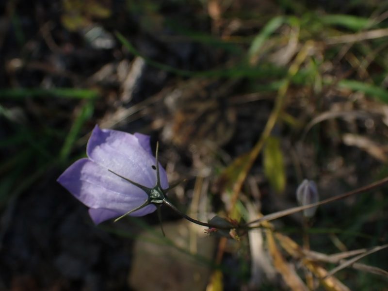 Campanula petiolata, photographed by Mary Krieger