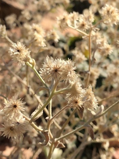 Pseudognaphalium canescens, photographed by Jared Shorma