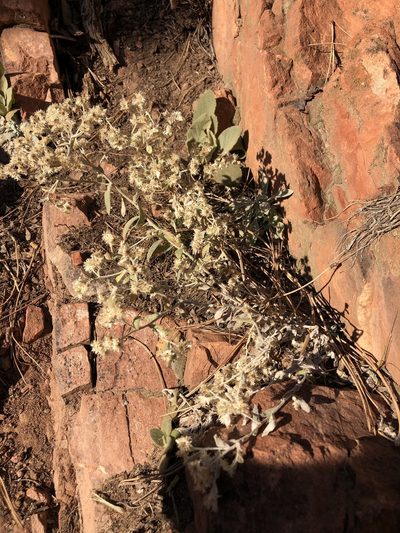 Pseudognaphalium canescens, photographed by Jared Shorma