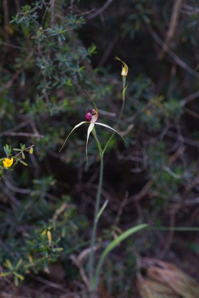 Caladenia viridescens, photographed by Hugo Innes
