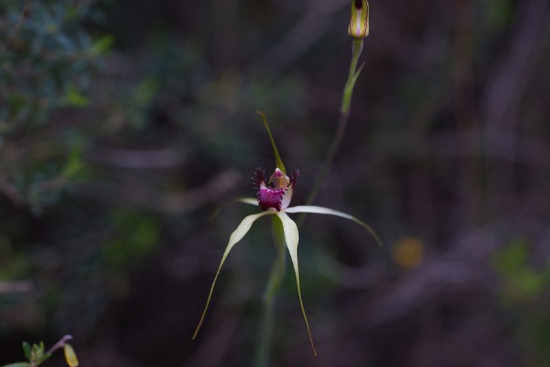 Caladenia viridescens, photographed by Hugo Innes