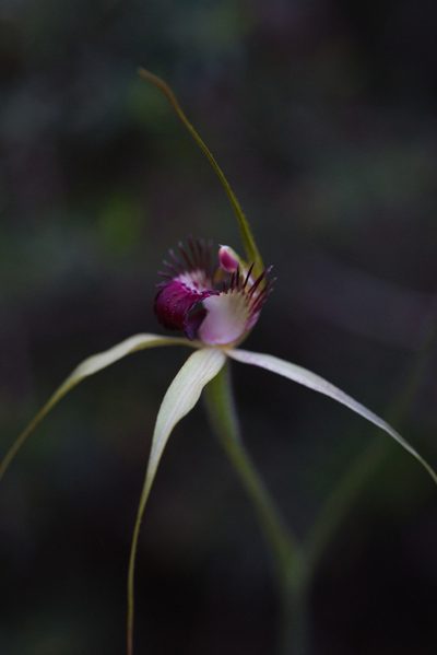 Caladenia viridescens, photographed by Hugo Innes