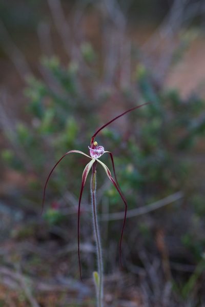 Caladenia chapmanii, photographed by Hugo Innes