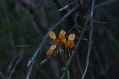 Diuris jonesii, photographed by Hugo Innes