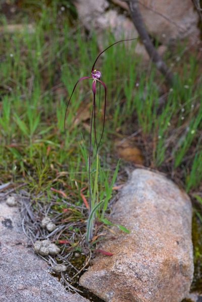 Caladenia chapmanii, photographed by Hugo Innes