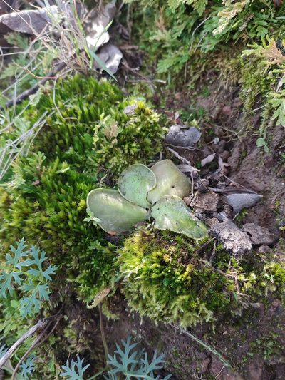Pinguicula oblongiloba, photographed by Guillermo Huerta Ramos