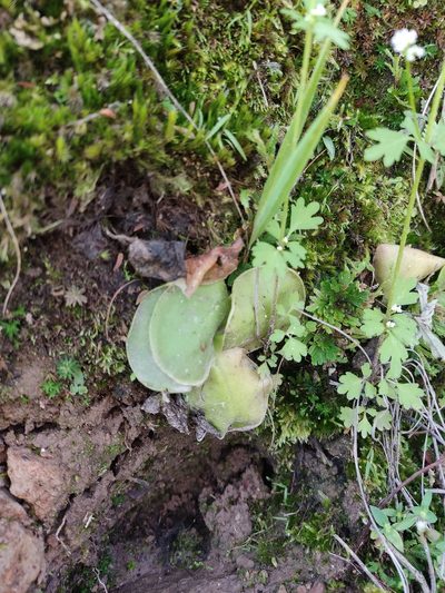Pinguicula oblongiloba, photographed by Guillermo Huerta Ramos