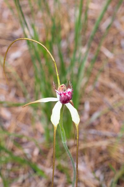 Caladenia excelsa, photographed by Hugo Innes