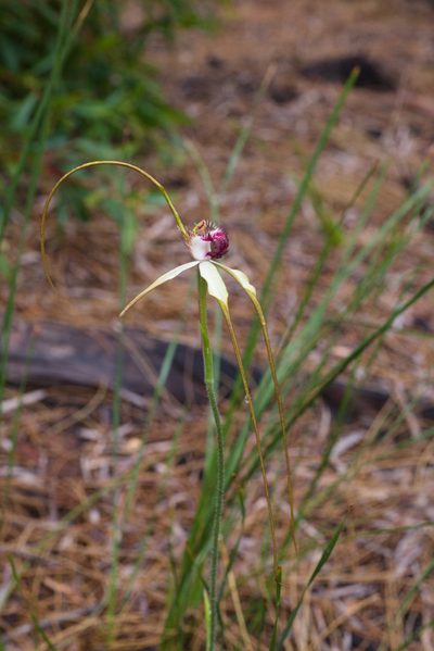 Caladenia excelsa, photographed by Hugo Innes