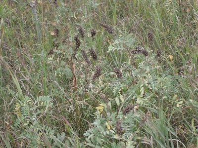 Astragalus canadensis, photographed by Mary Krieger