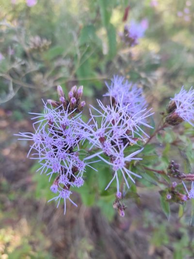 Chromolaena pulchella, photographed by Guillermo Huerta Ramos
