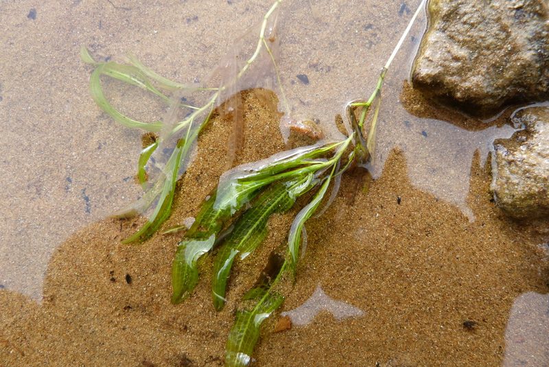 Potamogeton ochreatus, photographed by Colin Meurk