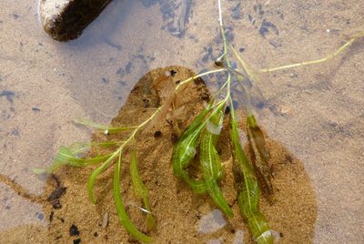Potamogeton ochreatus, photographed by Colin Meurk