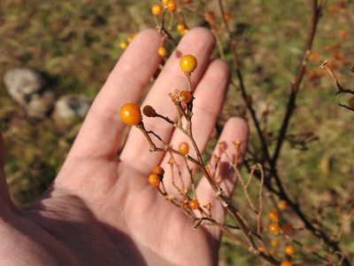 Solanum argentinum, photographed by Leonel Roget