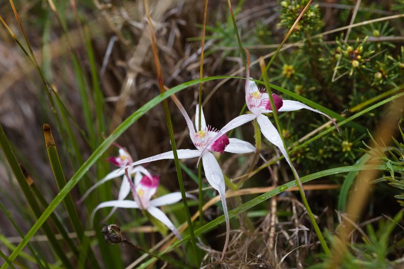 Caladenia nivalis, photographed by Hugo Innes
