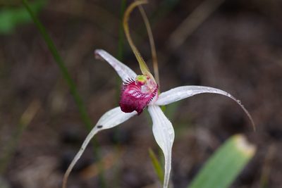 Caladenia nivalis, photographed by Hugo Innes
