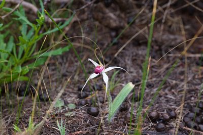 Caladenia nivalis, photographed by Hugo Innes