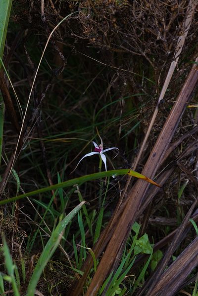 Caladenia nivalis, photographed by Hugo Innes