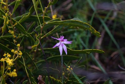 Caladenia latifolia, photographed by Hugo Innes