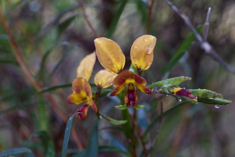 Diuris jonesii, photographed by Hugo Innes