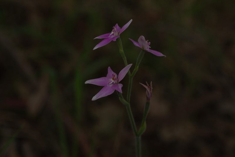 Caladenia latifolia, photographed by Hugo Innes
