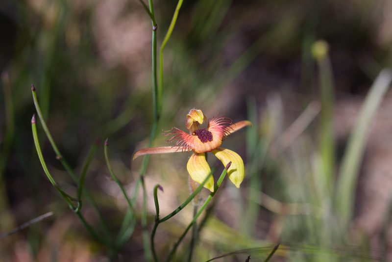 Caladenia discoidea, photographed by Hugo Innes