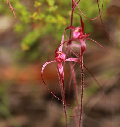 Caladenia filifera, photographed by Hugo Innes