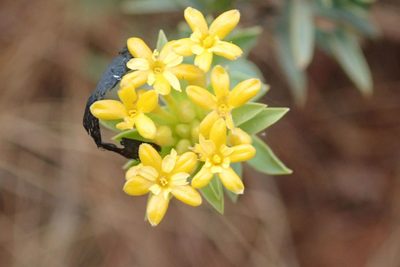 Lasiosiphon capitatus, photographed by Andrew Deacon