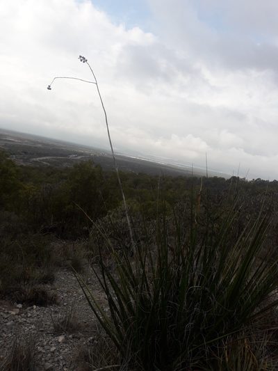 Hesperaloe funifera, photographed by José Gerardo Velasco