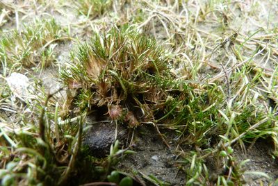Centrolepis pallida, photographed by Colin Meurk