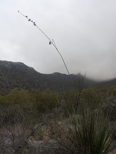 Hesperaloe funifera, photographed by José Gerardo Velasco