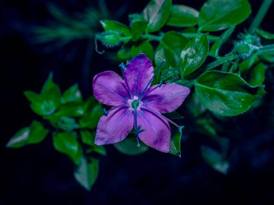 Hydrolea ovata