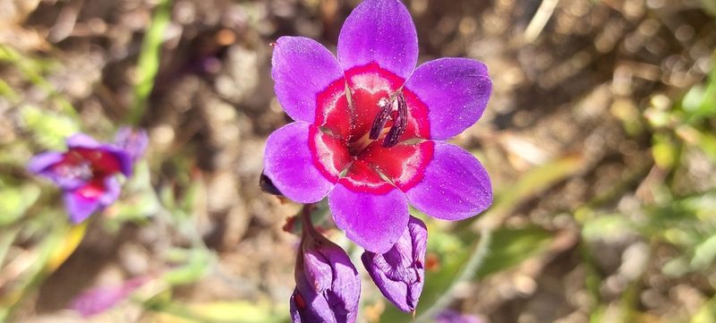 Babiana rubrocyanea, photographed by sharndreheuvel