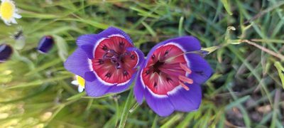Geissorhiza radians, photographed by sharndreheuvel