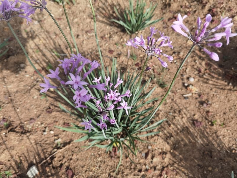 Tulbaghia violacea, photographed by Philani Hadebe
