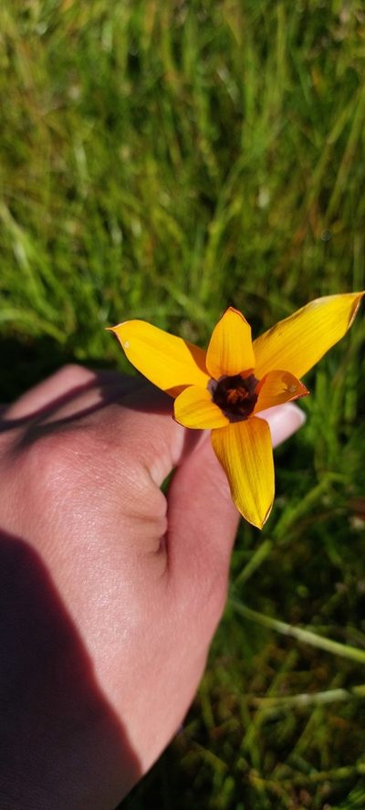 Pauridia canaliculata, photographed by sharndreheuvel