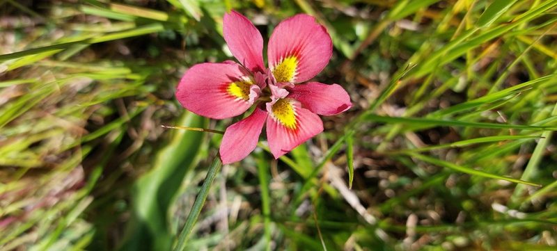 Moraea tricolor, photographed by sharndreheuvel